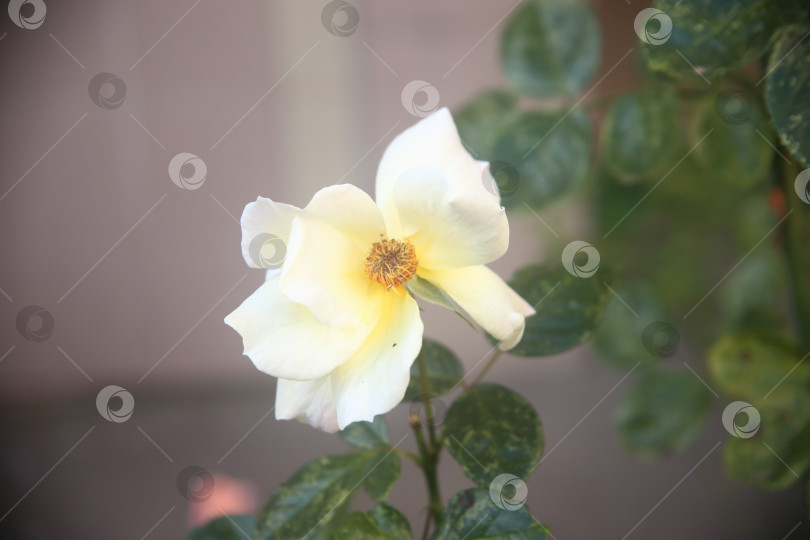 Скачать Цветок с лепестками белый фотосток Ozero