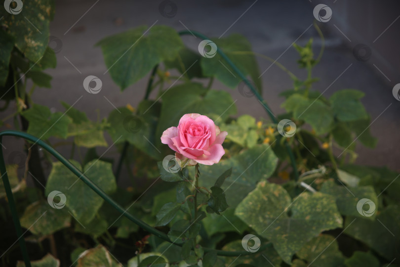 Скачать Красивая нежная роза в саду фотосток Ozero