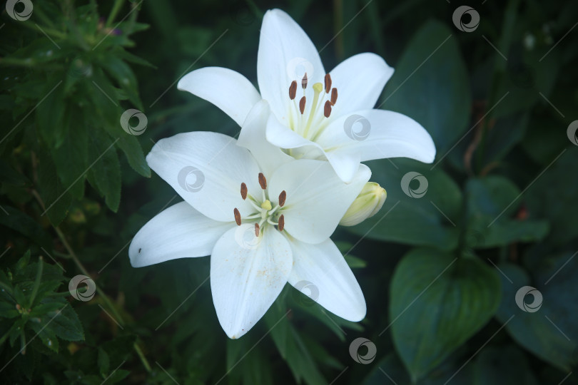 Скачать Цветки лилии белой фотосток Ozero