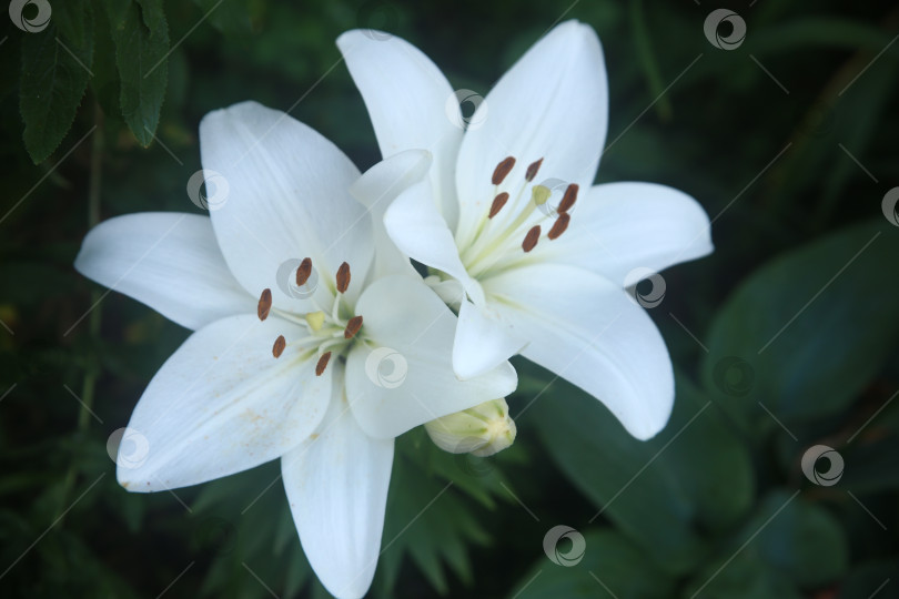 Скачать Цветки лилии белой фотосток Ozero