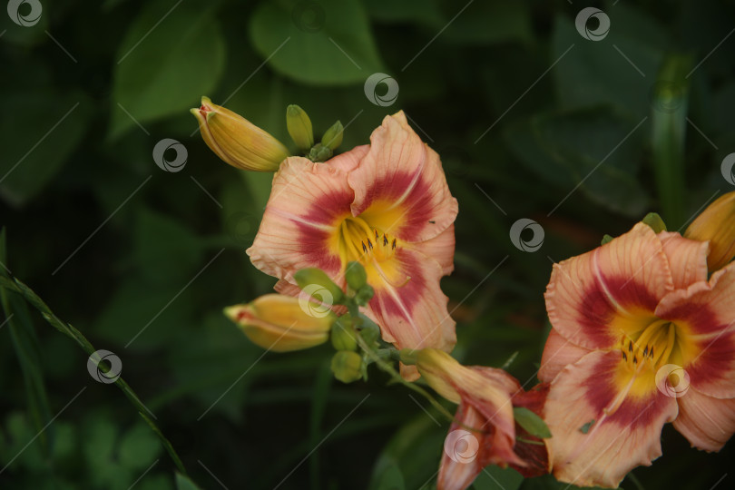 Скачать Лилии розовые красивые цветы фотосток Ozero