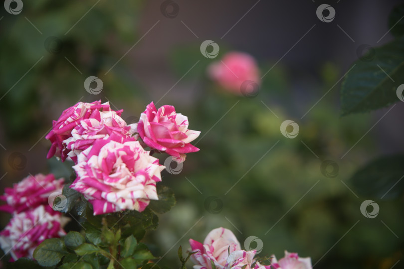 Скачать Растение роза в саду фотосток Ozero