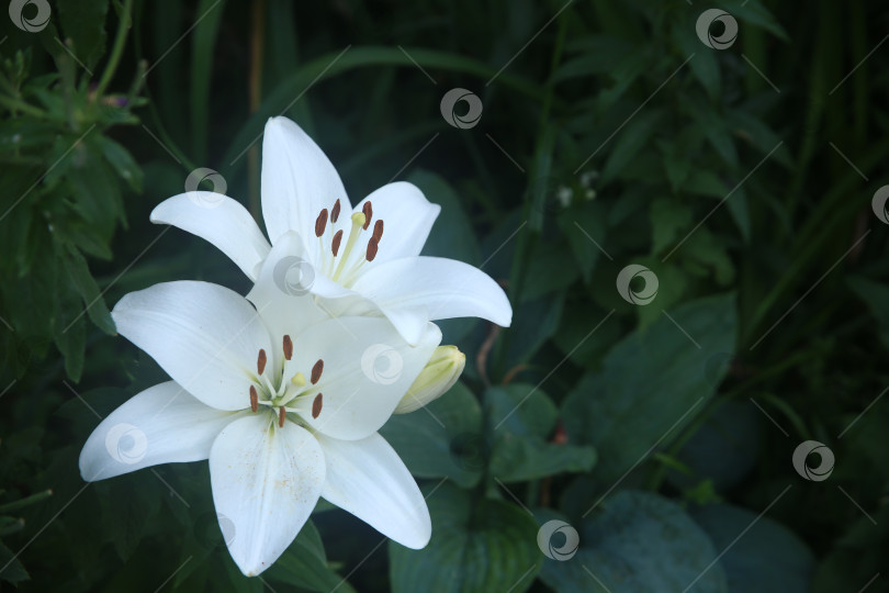Скачать Цветки лилии белой фотосток Ozero