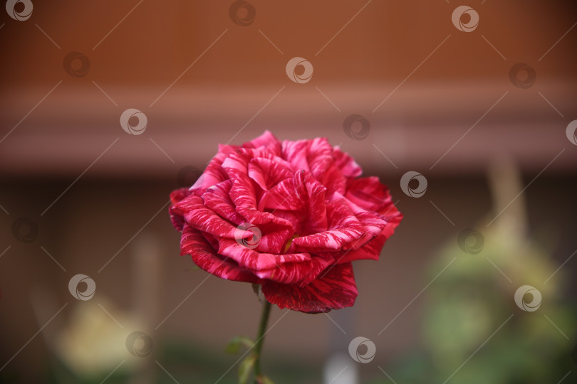 Скачать Розовая роза в саду фотосток Ozero