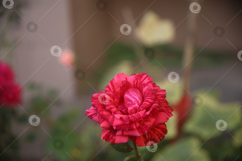 Скачать Бутон красивой розовой розы фотосток Ozero