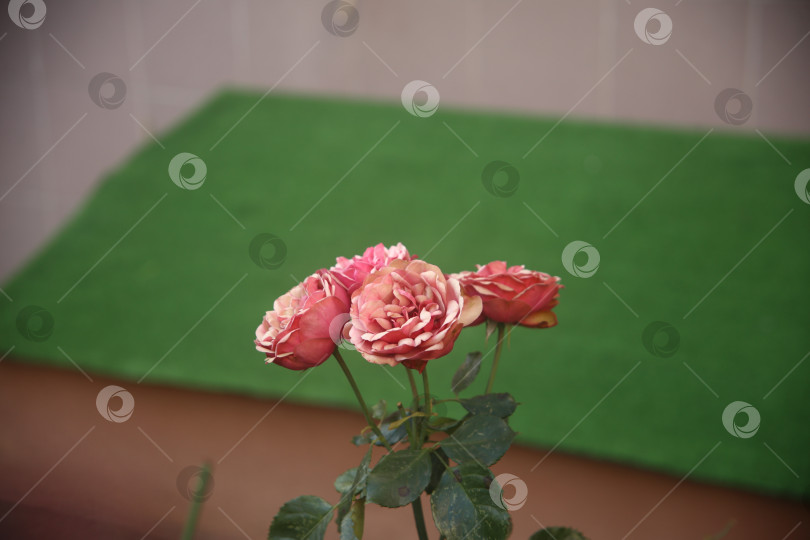 Скачать Розовые красивые розы фотосток Ozero