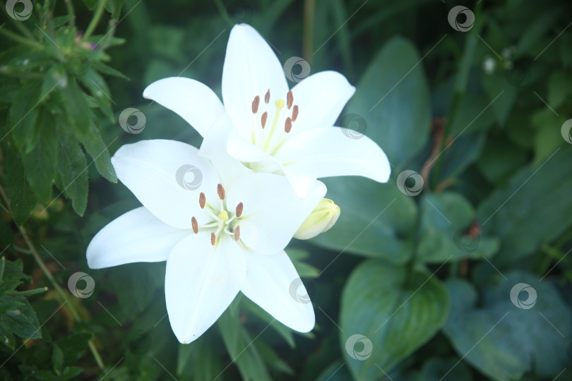 Скачать Цветки бутоны лилии белой фотосток Ozero