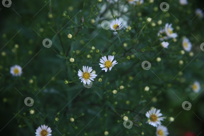 Скачать Нежные цветы на кусте фотосток Ozero