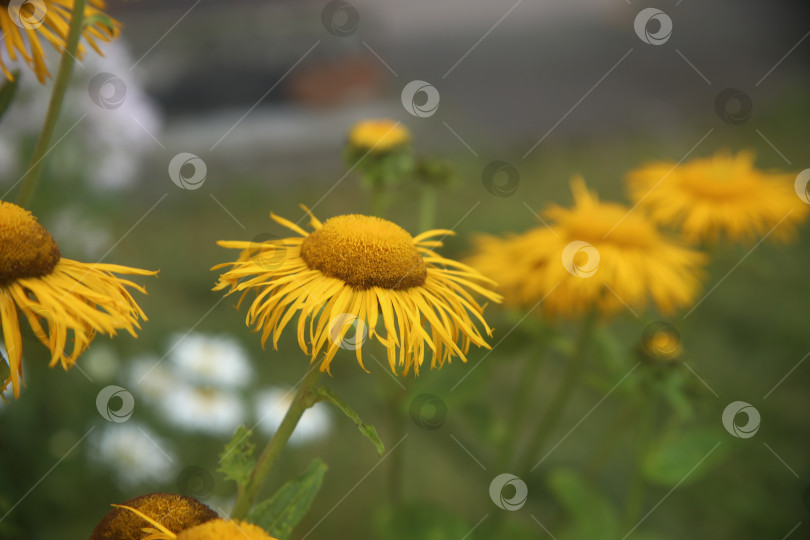 Скачать Цветок девясил прямостоящий фотосток Ozero