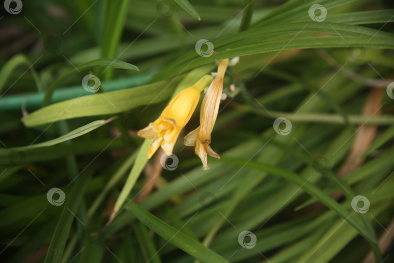 Скачать Красивый цветок в саду фотосток Ozero