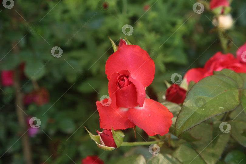 Скачать Красная роза в саду фотосток Ozero