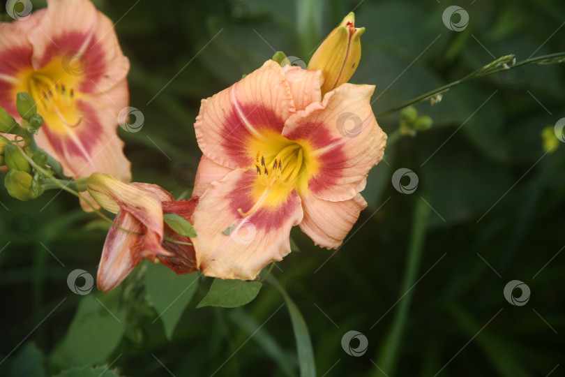 Скачать Цветки лилии розовой фотосток Ozero