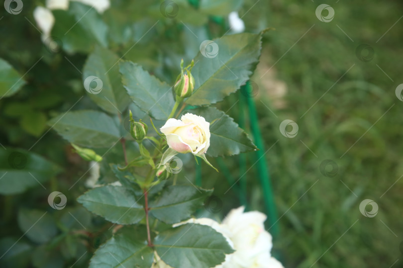 Скачать Цветок розы белой фотосток Ozero