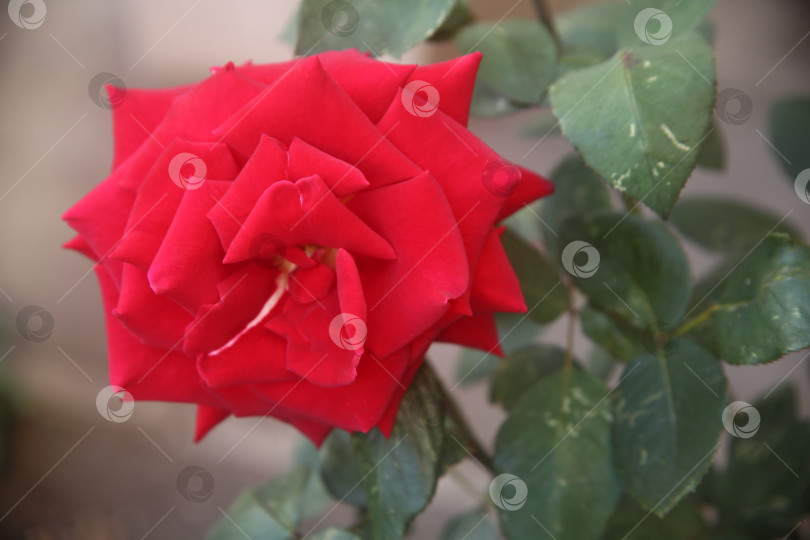 Скачать Роза красивая в саду фотосток Ozero