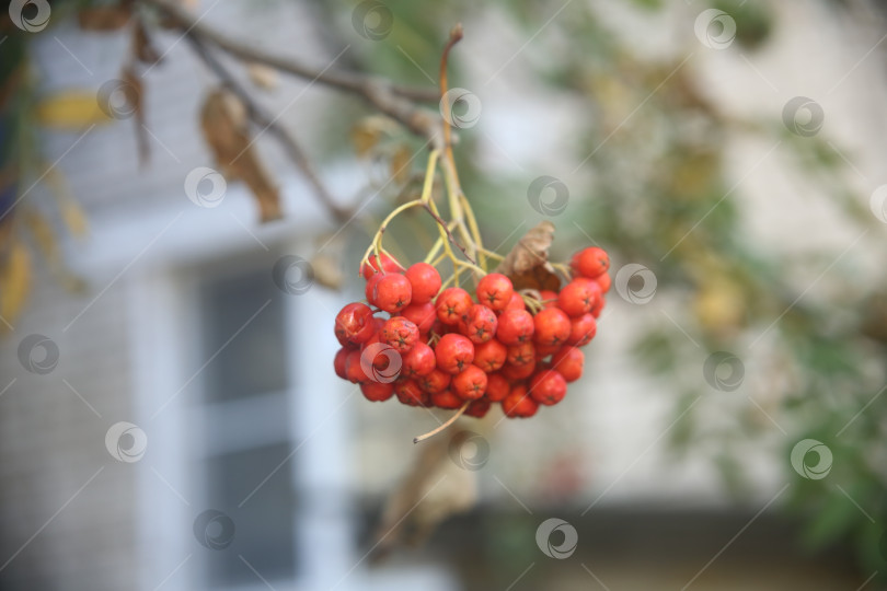 Скачать Куст рябины красной фотосток Ozero
