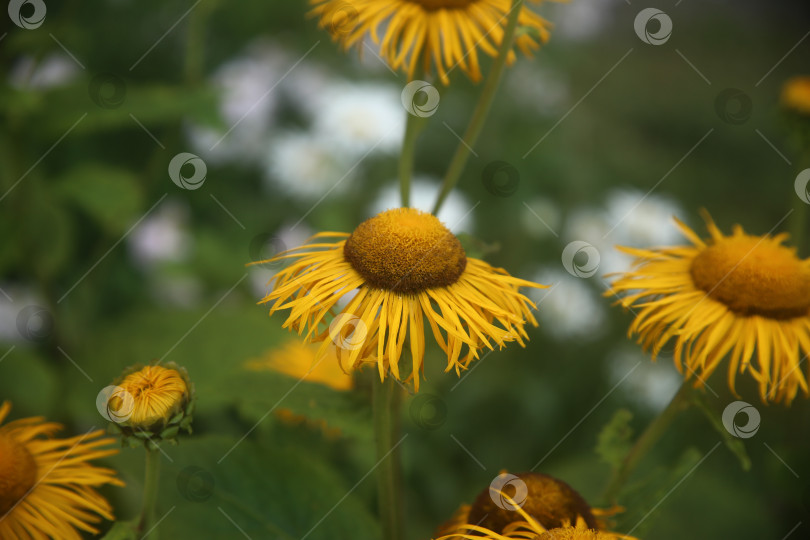 Скачать девясил прямостоящий цветок фотосток Ozero