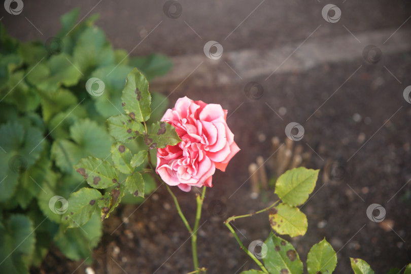 Скачать Розовая красивая роза фотосток Ozero