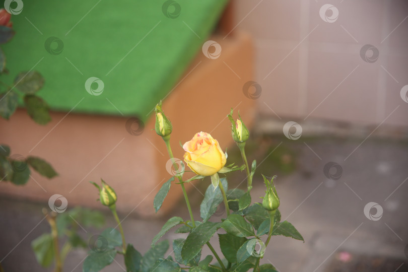 Скачать Цветок роза желтая фотосток Ozero