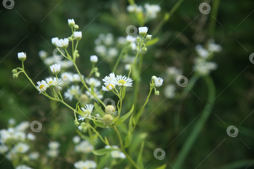 Скачать Белые полевые цветы фотосток Ozero