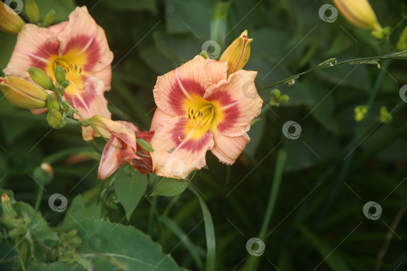 Скачать Цветки лилии розовой фотосток Ozero