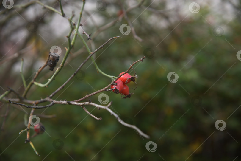 Скачать Куст барбариса красного фотосток Ozero