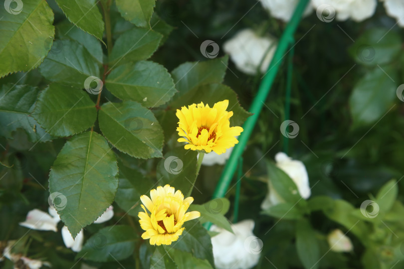 Скачать Желтые нежные цветы фотосток Ozero