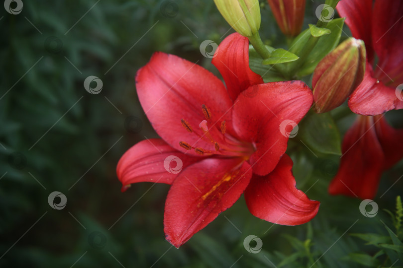 Скачать Цветки бутоны распустившейся лилии красной фотосток Ozero