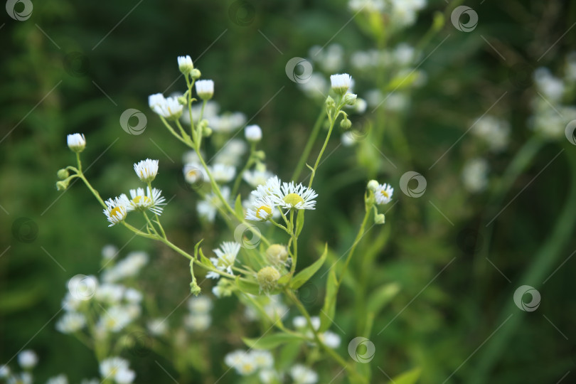 Скачать Белые полевые цветы фотосток Ozero