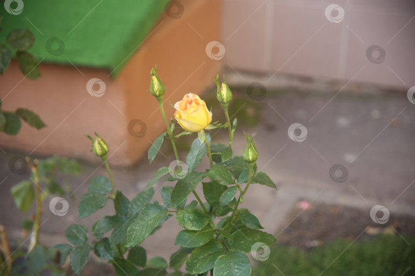 Скачать Цветы желтой розы обыкновенной фотосток Ozero