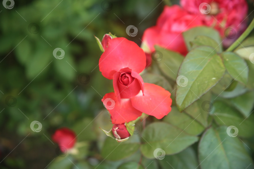 Скачать Красная красивая роза фотосток Ozero