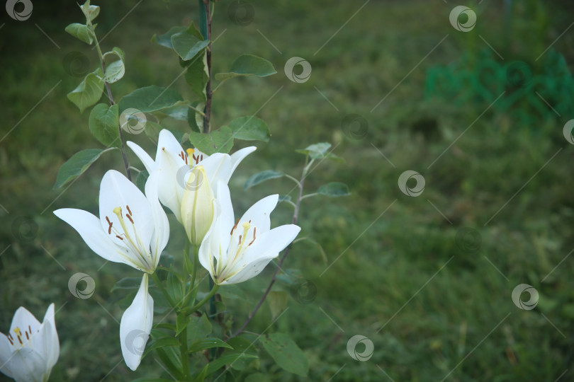 Скачать Цветки бутоны распустившейся лилии фотосток Ozero