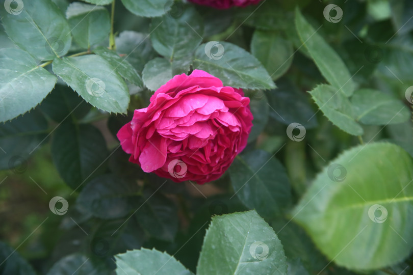 Скачать Бутон красивой розы в саду фотосток Ozero