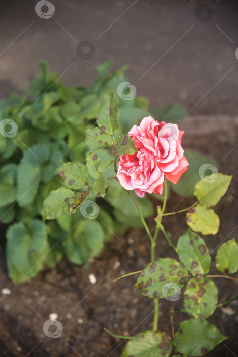 Скачать Цветы нежной розы в саду фотосток Ozero