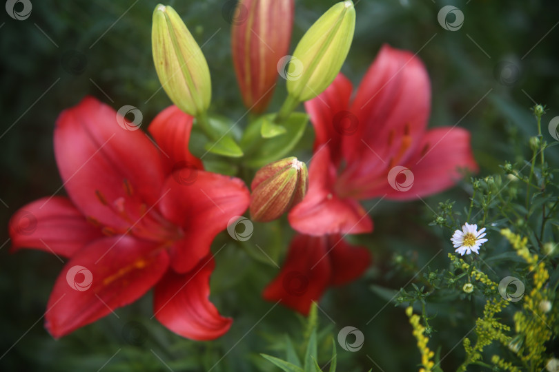 Скачать Цветки лилии красной фотосток Ozero