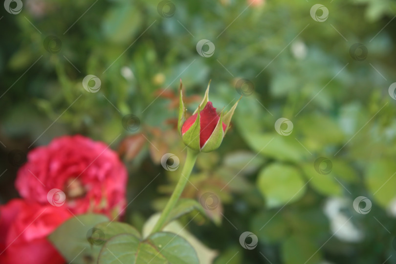 Скачать Цветок обыкновенной розы бутон фотосток Ozero