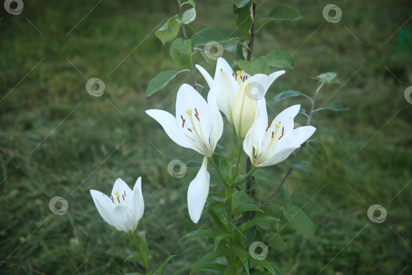 Скачать Цветки лилии белой фотосток Ozero