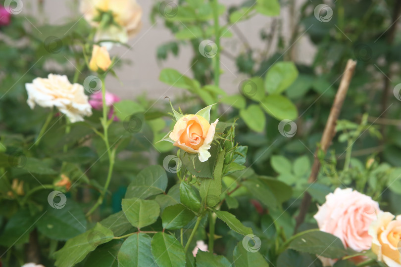 Скачать Обыкновенная роза желтая фотосток Ozero