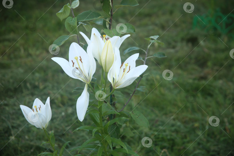 Скачать Цветки лилии белой фотосток Ozero