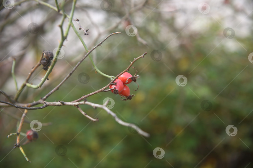 Скачать Растение плодов шиповника фотосток Ozero