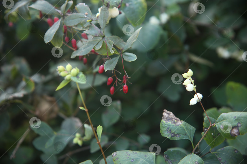 Скачать Нежные ягоды барбариса и цветы фотосток Ozero