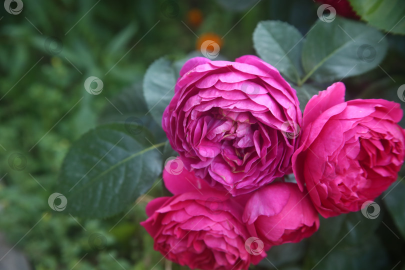 Скачать Розовая роза гибридная в саду фотосток Ozero