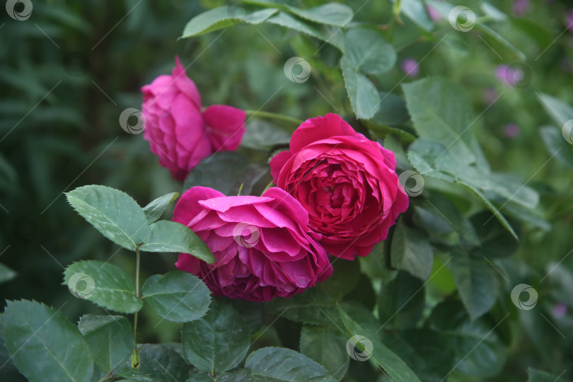 Скачать Красивая розовая роза фотосток Ozero