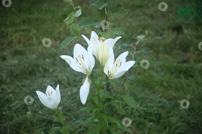 Скачать Цветки лилии белой фотосток Ozero