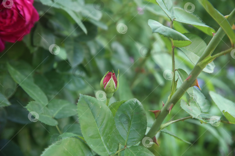 Скачать цветок обыкновенной розы фотосток Ozero