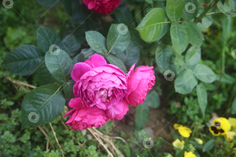 Скачать Красивая розовая роза гибридная фотосток Ozero