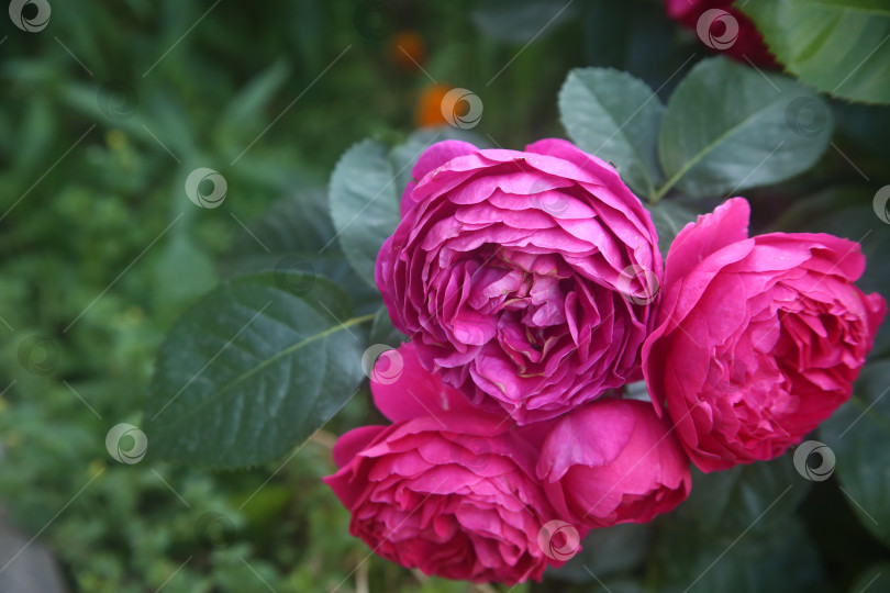 Скачать Красивые нежныеи розовые розы фотосток Ozero