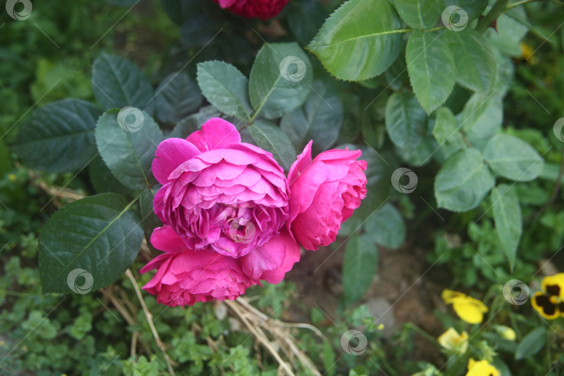 Скачать Нежные розовые розы экзотического сорта фотосток Ozero