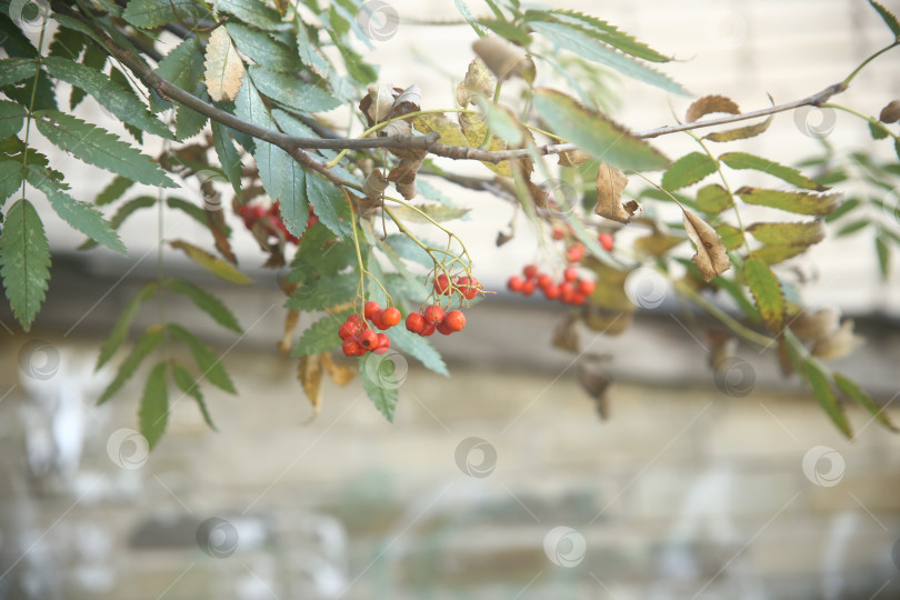 Скачать Куст рябины красной фотосток Ozero