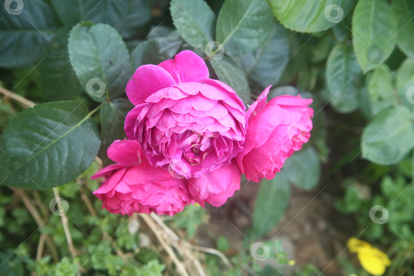 Скачать Красивые розовые розы фотосток Ozero