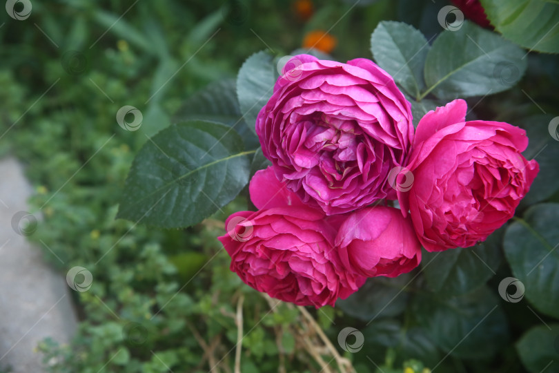 Скачать Розовые красивые розы фотосток Ozero